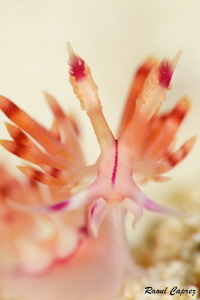 Flamboyant face to face by Raoul Caprez 